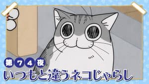 Night 74: A Different Kind of Cat Teaser