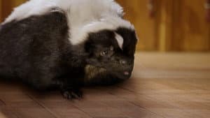 Skunked!