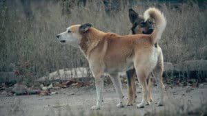 Pack Hunters