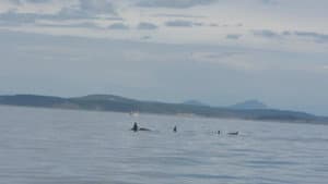 Whales