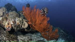 Coral Reef