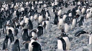 The Antartic