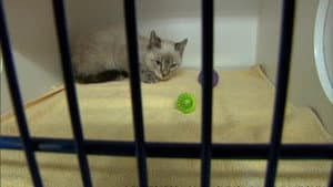 Caught in the Act