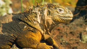Return to the Galapagos