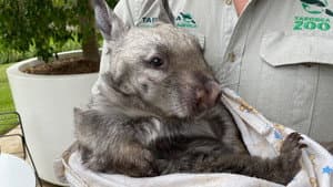 Baby Bongo