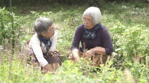 Through the Kitchen Window: Akemi and Satsuki - Shojin Ryori, Buddhist Cuisine