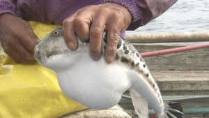 Blowfish: A Secret Taste from the Deep