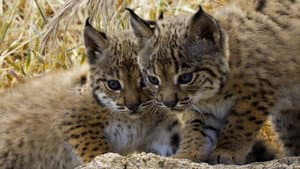 The Lynx Kitten