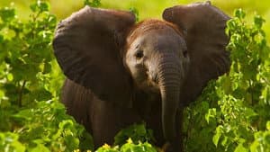 Kenya and Minnesota, USA Update