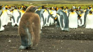 Falklands