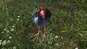 The Bird who Heard