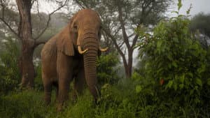 The Elephant