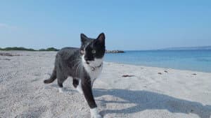 Okinawa/Kudaka: A Spiritual Paradise