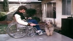 Boomer and the bucketeers