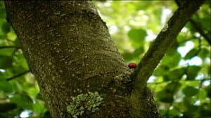 Ladybugs