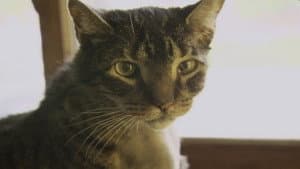 Feline Face Lift