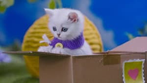 Best Box