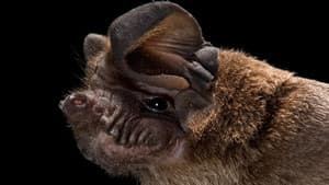The Bat