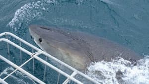 Great Whites vs. Cage