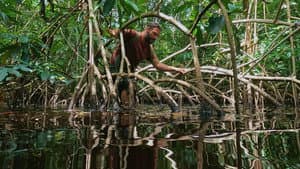 Mangrove Maze