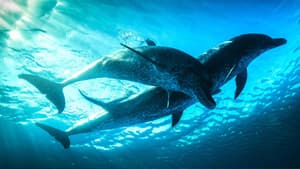 The Dolphin