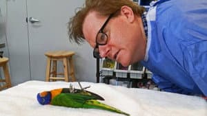Parrots