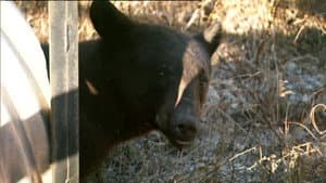 Bear Rescue
