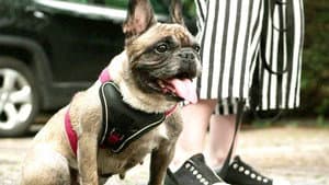Laura und Sebastian mit der französischen Bulldogge Bailey und Familie Nowak mit Mischling Twix und​ Familie Börner mit Beagle Jytte