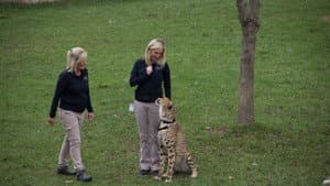 Run Cheetah Run