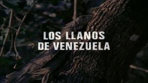 The Plains of Venezuela