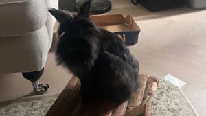 Hungry Bunny