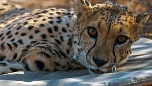 Are Animals Cleverer than Us?