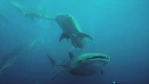Venomous at sea