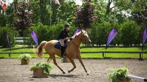 Equestrian