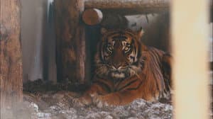 Animal Enrichment