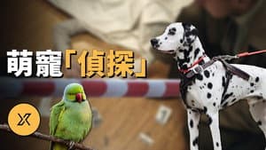 Episode 262