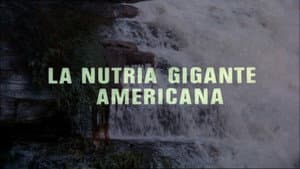 The Giant Otter
